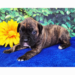 Kolton/Boxer/Male/4 weeks Adopt a dog:Kolton/Boxer/Male/4 weeks,Hi, I'm Kolton! I'm a 4-week-old male Boxer with a beautiful brindle coat, born on April 5, which makes me an Aries sign. I'll be ready to go home to my forever family after May 31, once I'm grown enough to leave my litter. When I reach my adult size, I should weigh between 65–80 lbs. I'm AKC registered. I'm ready to sprinkle a little bit of joy into your life.