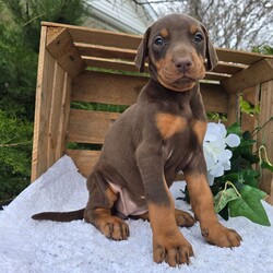 Luna/Doberman Pinscher/Female/9 weeks Adopt a dog:Luna/Doberman Pinscher/Female/9 weeks,Hi, I'm Luna! I'm a 9-week-old female Doberman Pinscher with a beautiful red & rust coat, born on March 7, which makes me a Pisces pup. I am ready now to plan my trip to my forever family. Once I reach my adult size, I'm expected to weigh between 60–90 lbs. I'm AKC registered. We can shop for puppy toys together, take long walks or just stay at home watch a good movie on TV.