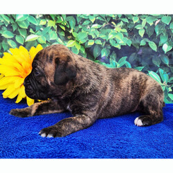 Kolton/Boxer/Male/4 weeks Adopt a dog:Kolton/Boxer/Male/4 weeks,Hi, I'm Kolton! I'm a 4-week-old male Boxer with a beautiful brindle coat, born on April 5, which makes me an Aries sign. I'll be ready to go home to my forever family after May 31, once I'm grown enough to leave my litter. When I reach my adult size, I should weigh between 65–80 lbs. I'm AKC registered. I'm ready to sprinkle a little bit of joy into your life.