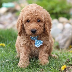 Adopt a dog:Eddie/Labradoodle/Male/7 weeks,Hi, I'm Eddie! I'm a 7-week-old male Labradoodle with a beautiful apricot coat, born on March 18, which makes me a Pisces sign. I'll be ready to go home to my forever family after May 13, once I'm grown enough to leave my litter. I may nibble your shoelaces, but I'll fill your life with love.