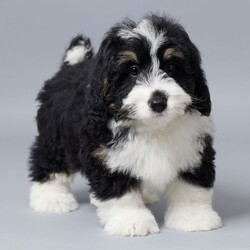 Joshua/Bernedoodle/Male/11 weeks Adopt a dog:Joshua/Bernedoodle/Male/11 weeks,Hi, I'm Joshua! I'm an 11-week-old male Bernedoodle with a beautiful black, tan & white coat, born on February 21, which makes me a Pisces pup. I am ready now to plan my trip to my forever family. I'm a cuddle expert and a professional tail-wagger.