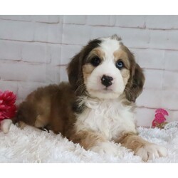 Dallas/Bernedoodle/Male/7 weeks Adopt a dog:Dallas/Bernedoodle/Male/7 weeks,Hi, I'm Dallas! I'm a 7-week-old male Bernedoodle with a beautiful sable & white coat, born on March 21, which makes me an Aries sign. I'll be ready to go home to my forever family after May 16, once I'm grown enough to leave my litter. My bags are packed because my breeder told me that I am going to go start the adventure of my life with my forever family.