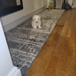 2 Beautiful Pure Bichon puppies /Bichon Frise/Female/7 weeks,I have two furry friends looking for their forever home. One female and one male. They are available for viewing and the parents as well. They have their vaccination and deworm treatment done. Price is negotiable but to a certain amount. If you do want the puppy microchipped then it will add onto the cost of the puppy. I know some people would prefer to do it themselves that’s why we give the option 
