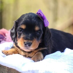 Adopt a dog:Lola/Dachshund/Female/5 weeks,Hi, I'm Lola! I'm a 5-week-old female Dachshund with a beautiful black & tan coat, born on March 29, which makes me an Aries sign. I'll be ready to go home to my forever family after May 24, once I'm grown enough to leave my litter. I'm NAPR registered. Ladies and gentlemen, when it comes to picking a puppy, there is no other choice than me.