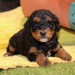 Griffin/Poodle/Male/4 weeks Adopt a dog:Griffin/Poodle/Male/4 weeks,Hi, I'm Griffin! I'm a 4-week-old male Poodle with a beautiful black & tan coat, born on April 9, which makes me an Aries sign. I'll be ready to go home to my forever family after June 5, once I'm grown enough to leave my litter. I'm AKC registered. I'm ready to shower you with love and lots of wet-nosed kisses.