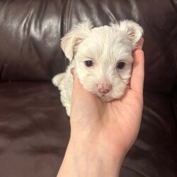 2 Beautiful Pure Bichon puppies /Bichon Frise/Female/7 weeks,I have two furry friends looking for their forever home. One female and one male. They are available for viewing and the parents as well. They have their vaccination and deworm treatment done. Price is negotiable but to a certain amount. If you do want the puppy microchipped then it will add onto the cost of the puppy. I know some people would prefer to do it themselves that’s why we give the option 
