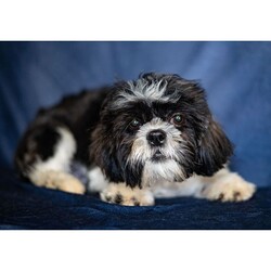Adopt a dog:Joell/Shih Tzu/Male/29 weeks,Hi, I'm Joell! I'm a 29-week-old male Shih Tzu with a beautiful black & white coat, born on October 12, which makes me a Libra pup. I am ready now to plan my trip to my forever family. Once I reach my adult size, I'm expected to weigh between 9–16 lbs. I'm ACA registered. I'm ready to sprinkle a little bit of joy into your life.