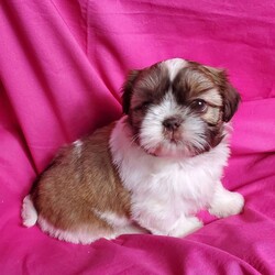 Zoe/Shih Tzu									Puppy/Female	/7 Weeks,Zoe is a very sweet and well socialized puppy. She loves to play with children. Her parents are approximately 8 to10 #. She comes with an AKC registration plus is genetic tested. Please contact us to make sweet  Zoe your very own puppy!