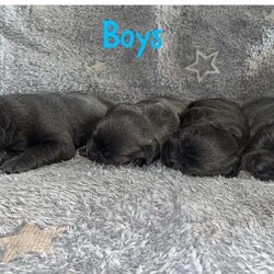 KC Reg Blue Staffordshire Bull Terrier Pups /Staffordshire Bull Terrier/Female/2 weeks,Our Beautiful Girl Skylar has had 6 Gorgeous KC Registered blue Staffordshire Bull Terrier puppy’s 
