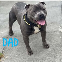 KC Reg Blue Staffordshire Bull Terrier Pups /Staffordshire Bull Terrier/Female/2 weeks,Our Beautiful Girl Skylar has had 6 Gorgeous KC Registered blue Staffordshire Bull Terrier puppy’s 
