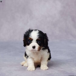 Evan/Cavalier King Charles Spaniel									Puppy/Male	/7 Weeks,Meet Evan, a sweet King Charles Cavalier with a heart full of love and a gentle spirit that’s easy to fall for. Raised in a warm and caring environment, Evan has been well-socialized and handled daily, making him friendly and ready to bond with his new family. He’s been vet checked, microchipped, and is up to date on all his vaccines and dewormer, so you can feel confident he’s off to a healthy start. Evan comes with a health guarantee, and his parents are AKC registered and genetically health tested. He’s the perfect mix of playful and cuddly—always ready for a snuggle or a short walk. If you’re ready to welcome a loyal companion, Evan is ready to meet you. Delivery options available!