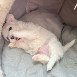 Bichon Maltese miny toy /Bichon Frise/Female/9 weeks,Hello I’m selling this beautiful puppy he’s 5 weeks and 4 days old he is eating solid and soft food 
