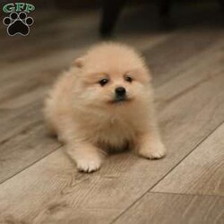 Simba/Pomeranian									Puppy/Male	/7 Weeks,To contact the breeder about this puppy, click on the “View Breeder Info” tab above.