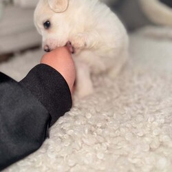 Bichon Maltese miny toy /Bichon Frise/Female/9 weeks,Hello I’m selling this beautiful puppy he’s 5 weeks and 4 days old he is eating solid and soft food 
