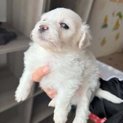 Bichon Maltese miny toy /Bichon Frise/Female/9 weeks,Hello I’m selling this beautiful puppy he’s 5 weeks and 4 days old he is eating solid and soft food 
