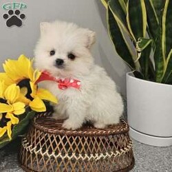 GLACIER/Pomeranian									Puppy/Male	/8 Weeks,Hi there! Meet Glacier… He is a sweet friendly little fellow that will wiggle his way right into your heart with his cute antics and playfulness. Pomeranians are smart, friendly, and so eager to please. Both parents have a k c registration and are super sweet. This little guy will be u t d on shots n dewormer , vetted and microchipped as well . If you would like to set up an appointment to meet or adopt this little guy, please text or call barb. Best time to reach me.Is monday through saturday. A $150 deposit will hold the puppy for you.