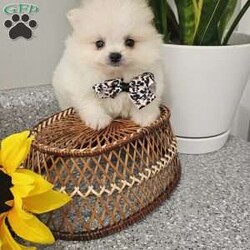 GLACIER/Pomeranian									Puppy/Male	/8 Weeks,Hi there! Meet Glacier… He is a sweet friendly little fellow that will wiggle his way right into your heart with his cute antics and playfulness. Pomeranians are smart, friendly, and so eager to please. Both parents have a k c registration and are super sweet. This little guy will be u t d on shots n dewormer , vetted and microchipped as well . If you would like to set up an appointment to meet or adopt this little guy, please text or call barb. Best time to reach me.Is monday through saturday. A $150 deposit will hold the puppy for you.