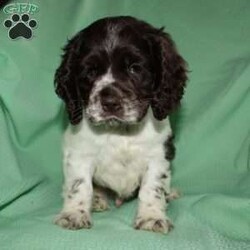 Sammy/Cocker Spaniel									Puppy/Male	/9 Weeks,Here comes a beautiful Cocker Spaniel puppy with floppy ears and a soft curly coat! This perfect puppy is up to date on shots and dewormer and vet checked! The mother Sandy is a sweet Cocker Spaniel and the father Maxer is handsome and smart! If you are looking for a puppy who is well socialized and loves attention contact us today! 