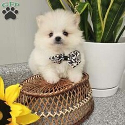 GLACIER/Pomeranian									Puppy/Male	/8 Weeks,Hi there! Meet Glacier… He is a sweet friendly little fellow that will wiggle his way right into your heart with his cute antics and playfulness. Pomeranians are smart, friendly, and so eager to please. Both parents have a k c registration and are super sweet. This little guy will be u t d on shots n dewormer , vetted and microchipped as well . If you would like to set up an appointment to meet or adopt this little guy, please text or call barb. Best time to reach me.Is monday through saturday. A $150 deposit will hold the puppy for you.