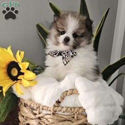 Knox/Pomeranian									Puppy/Male	/8 Weeks,Hi there!!  Meet Knox …he is an adorable little fluff ball that will make the perfect addition to your family. He is sweet, smart and friendly and so eager to please. His adult guestimated weight is around 6 pounds. Both parents are super sweet n weigh around 5/6 pounds as well. If you would like to set up an appointment to meet or adopt this little gem please text or call barb. A non refundable deposit of a hundred and fifty dollars will hold a puppy for you. Best time to reach me.Is monday through saturday.