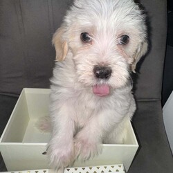 Shih -Tzu and Bichon pups /Bichon Frise/Female/9 weeks,Hello here I present you my Bella’s puppies ! They wonderful, smart , playful , perfect for families with children or if you just need a lap dog as your best companion they are the perfect choice ! Mother is bichon with shihtzu mixed and father is pure breed shihtzu with pedigree . Both parents very healthy never been sick ! For more info please contact me .