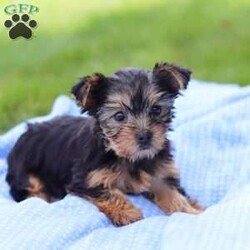 Daisy/Yorkie									Puppy/Female	/8 Weeks,Meet Daisy, the most darling little AKC Yorkshire Terrier you’ll ever encounter! With her soft, black & tan coat and twinkling eyes, she’s a picture of pure charm. She boasts a spunky yet sweet personality, she loves cozy snuggles as much as active play sessions. Yorkies are often described as loyal, intelligent and feisty dogs; despite their tiny size, they have big personalities and tend to steal the spotlight with their confident demeanor. Daisy is the perfect blend of affection and sass, making him an irresistible companion for anyone lucky enough to welcome her into their home!