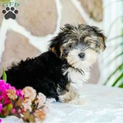 Flower/Morkie / Yorktese									Puppy/Female	/March 20th, 2025,Extremely cute with an excellent dispostion, these cute designer pups will make a wonderful addition to your home. With lots of playtime and interaction with other dogs, they are ready to meet noew people and explore the world. Reserve yours today!