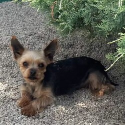Beauty/Yorkie									Puppy/Female	/10 Weeks,Say hi to the cutest yorkie puppies! These sweet fur babies are just the cutest! They are vet checked, dewormed, vaccinated, and microchipped. They will go home with a puppy kit that includes their information and a bag of food that they are currently eating. There mama is Roberta and she weighs 5 pounds and daddy is Tucker and he weighs 4 pounds. 