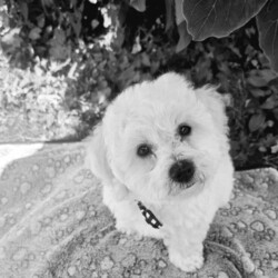 Bichon Frise /Bichon Frise/Female/3 months,Puppies are looking for a good owner, a cozy home. Born 12.04.25. Fully vaccinated, have documents. Waiting for you.I can bring a puppy for a nominal fee.