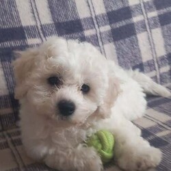 Bichon Frise /Bichon Frise/Female/3 months,Puppies are looking for a good owner, a cozy home. Born 12.04.25. Fully vaccinated, have documents. Waiting for you.I can bring a puppy for a nominal fee.