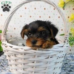 Mark/Yorkie									Puppy/Male	/8 Weeks,Meet your new BFF, Mark! This adorable Yorkie puppy is vet checked & up to date on shots & wormer. He is registered with the ACA, plus comes with a health guarantee provided by the breeder! Mark is well socialized & currently being family raised with children! If you would like more information on charming fella, please contact Glenn & Miriam Fox today!