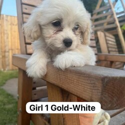 Bichon Frise Puppies available now./Bichon Frise/Female/9 weeks,Bichon Frise puppies now available and ready to leave , born on the 1st May 2025, now 8 weeks old.