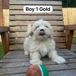 Bichon Frise Puppies available now./Bichon Frise/Female/9 weeks,Bichon Frise puppies now available and ready to leave , born on the 1st May 2025, now 8 weeks old.