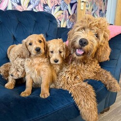 Stunning Miniature red Goldendoodle Pups /Goldendoodle/Female/3 months,Absolutely stunning miniture Golden Doodles  4 Boys still available