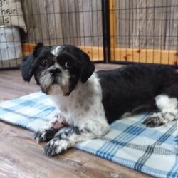 Buttons/Shih Tzu									Puppy/Female	/9 Weeks,Meet Buttons! This adorable Shih Tzu puppy is vet checked and up to date on shots & wormer. Buttons is registered, plus comes with a health guarantee provided by the breeder! Buttons is well socialized & currently being family raised with children! If you would like more information on this sweetheart, please contact Glenn & Miriam Fox today!