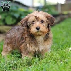 Alex/Morkie / Yorktese									Puppy/Male	/12 Weeks,Meet Alex, a spunky little Morkie with a heart full of curiosity and courage! Always up for an adventure, he loves exploring new places, sniffing out fun, and chasing his favorite toys with endless energy. His playful personality shines through in everything he does, and his loyal nature makes him as devoted as he is adorable. With a dash of mischief and a whole lot of love, he is the perfect blend of sweet and spunky!
