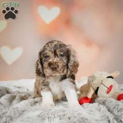 Coco/Cocker Spaniel									Puppy/Female	/7 Weeks,Meet Coco, a fun loving, playful puppy that will be sure to brighten your day! Call or text to meet her.