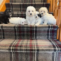 Bichon X Maltipoo Puppies/Bichon Frise/Female/9 weeks,Beautiful Bichon X Maltipoo puppies for sale! These tiny, non-shedding bundles of joy are vaccinated, microchipped, wormed, and have been fully vet checked. They are raised in a loving home environment and are well-socialised, making them perfect companions for any family. Both Mum and Dad can be seen and have wonderful temperaments. These puppies are ready to go to their forever homes and bring lots of love and happiness. Don’t miss out!