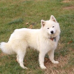 Hank/Samoyed									Puppy/Male	/8 Weeks,Hank is a fluffy and fun-loving Samoyed puppy who is great with kids and can be registered with the ICA. This spirited boy is well socialized, family raised with children, and ready to meet you! Hank has been seen by a vet and is up to date on shots and de-wormer, plus he comes home with a health guarantee provided by the breeder.