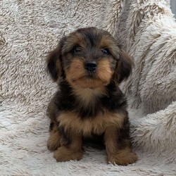 Kira/Yorkie Poo									Puppy/Female	/9 Weeks,The puppy weighed 3 pounds at 7 weeks old… they are born and raised in the house with 3 little children. The puppies are great with children and will make a great addition to your family! To schedule an appointment to come meet the puppy, call or text Lovina today…