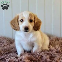 Rollie/Dachshund									Puppy/Male	/June 9th, 2025,Come and meet these beautiful, adorable friendly and simply the best cuddle buddies ever! They are simply stunning! Super friendly, raised in a beautiful USDA certified and NYS inspected home! Very clean and lovely environment with lots cuddles and kisses! Beautiful colors and the dad is a beautiful cream! Mom is a lovely chocolate and tan! Come on out and meet these sweet pups! Will promise to be your very best friend and companion! Loves adventurous hikes , walks , playing outdoors! Call today!!