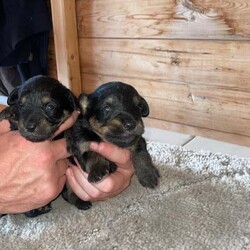 Glen imaal puppy’s /Glen of Imaal Terrier/Female/6 weeks,Glen imaal puppy’s for sale 6 weeks old ready to go in 2 weeks 3 girl puppy’s 4 boys