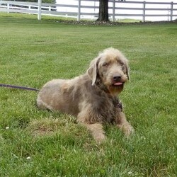 Odie/Labradoodle									Puppy/Male	/7 Weeks,Hi! Im the handsome, chocolate F1B medium labradoodle you’ve been looking for!! I’m all excited for adventures, swimming, running, hiking, and playing in the yard! But I also love lazy days with lots of cuddling! My warm, loving puppy eyes and soft, wavy coat will melt your heart!! Prepare to fall in love! I am loved and cared for by a small family, but I think your home seems right for me! You are welcome to come meet me and take me home or I am willing to travel to your home by delivery.