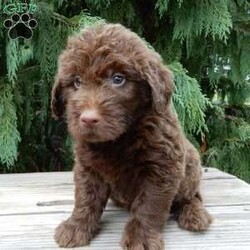 Odie/Labradoodle									Puppy/Male	/7 Weeks,Hi! Im the handsome, chocolate F1B medium labradoodle you’ve been looking for!! I’m all excited for adventures, swimming, running, hiking, and playing in the yard! But I also love lazy days with lots of cuddling! My warm, loving puppy eyes and soft, wavy coat will melt your heart!! Prepare to fall in love! I am loved and cared for by a small family, but I think your home seems right for me! You are welcome to come meet me and take me home or I am willing to travel to your home by delivery.