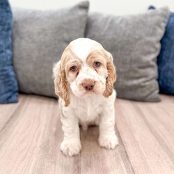 Chase/Cocker Spaniel									Puppy/Male	/7 Weeks,Meet Chase! This sweet and adorable Cocker Spaniel is looking for a forever family!