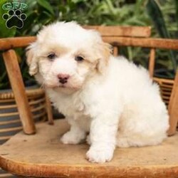 Phoebe/Mini Sheepadoodle									Puppy/Female	/9 Weeks,This is a F1b Micro Sheepadoodle, a mix between a Mini Sheepadoodle and a Mini Poodle. Sheepadoodles are playful, intelligent, loving, sociable and great family dogs. Sheepadoodles have a goofy and fun personality. They are typically between 15-20 lbs full grown. Our puppies come with their first round of shots and dewormer and will be vet checked to ensure a healthy puppy. We take great pride in getting our puppies ready for their forever homes! We offer transportation for those who can not come pick up at our farm. Thanks for checking us out, feel free to reach out with any other questions or additional photos.