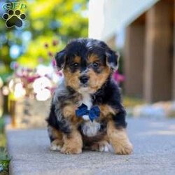 Bam Bam/Yorkie Poo									Puppy/Male	/7 Weeks,Say hello to Bam Bam — an absolutely adorable Yorkie-Poo puppy with a heart full of happiness and a playful spark in his eye! From his ever-wagging tail to his sweet, snuggly personality, Bam Bam knows how to make every moment feel special. Whether he’s bouncing around during playtime or cuddling up for a nap, he brings joy, laughter, and love wherever he goes.