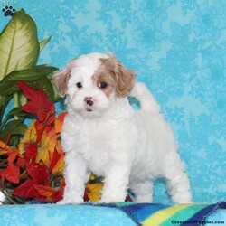 Sapphire/Shih-Poo									Puppy/Female	/8 Weeks,Trixie, our momma shih-poo, weighs in at 15 lbs — she’s a darling, so smart, always ready for some action. Reddy Johnson, our toy poodle weighs 9 lbs, he is a favorite. So sweet, calm for a poodle, always ready to share some love. We have F1b pupppies here, which tend to bring a greater variation, in the poodle and shih-tzu genetics, So pick your favorite! A great mix, poodles are so smart, sharp, and always ready for some exciting playtime. Shih-tzus tend to be more calm and easy going, creating wonderful temperments. These little ones are well socialized — just waiting to give you lots of love! They are up to date on their vaccinations and dewormings, and have been vet checked. Feel free to call with questions, or to set up a time to come visit them. Thanks, 