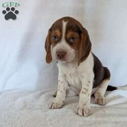 Cash/Beagle									Puppy/Male	/6 Weeks,Hi meet our sweet little guy he is full of cheer and kisses and will wag his way right into your heart he loves his bath that he gets often, will be a great companion, he is microchipped up to date on vaccines and dewormer and will be vet checked at 7weeks old.if your interested in my puppies you can call or text me anytime and I will tell you All about them.if your living at a distance that’s no problem we have transportation available, I will send a small bag of food along so you can transition him slowly I accept a non-refundable deposit through PayPal to hold him for you till he is ready for his new home.Thanks for your interest!!!