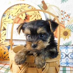 Spooky/Yorkie									Puppy/Male	/8 Weeks,Meet your new BFF, Spooky! This adorable Yorkie puppy is vet checked & up to date on shots & wormer. He is registered, plus comes with a health guarantee provided by the breeder! Spooky is well socialized & currently being family raised with children, making him a perfect addition to your family home!